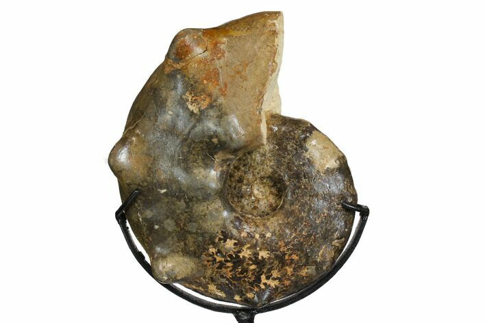 Cretaceous Ammonite (Mammites) With Metal Stand - Morocco #164215